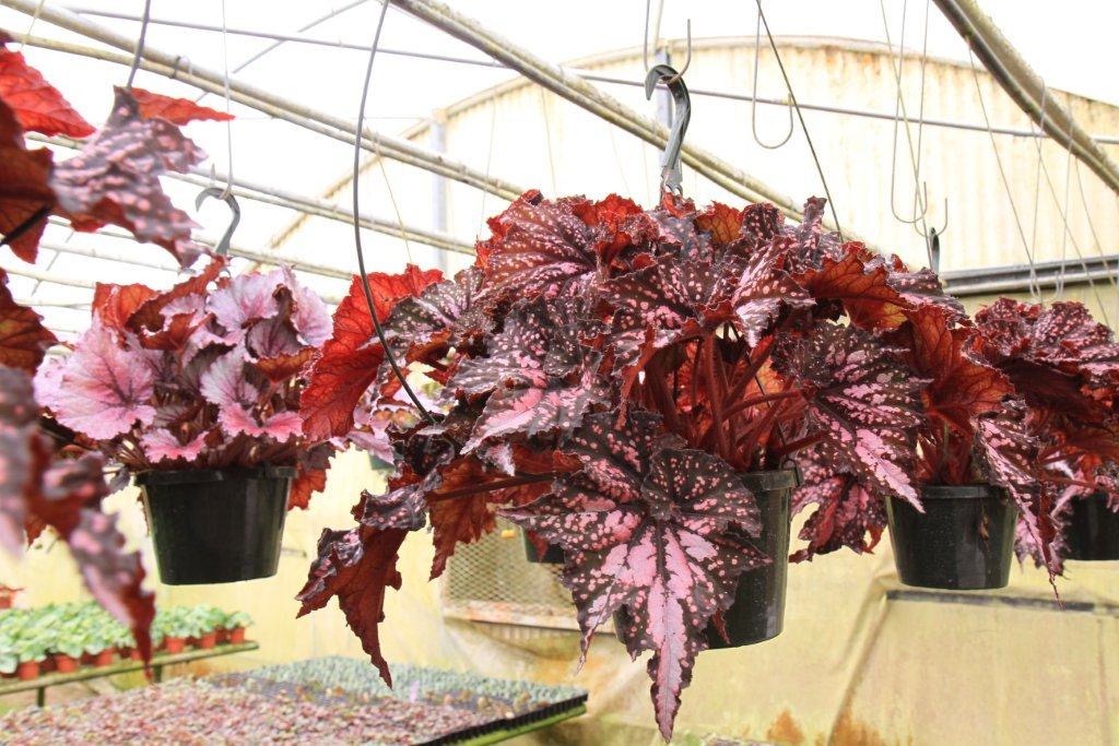 B. ‘Wild Fury’
